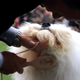 Image for article titled King’s realm: Behind the scenes at the Westminster Dog Show